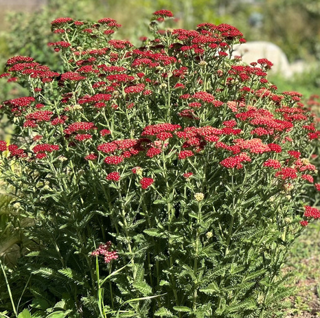 Image of red flowers